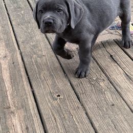 Cane Corso Puppies from Aries Legecy Cane Corso