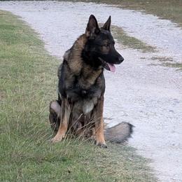Little Man - German Shepherd