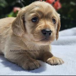 Leon - Red male Dachshund puppy in Ben Wheeler, Texas from Anytime Dachshunds by D.B.