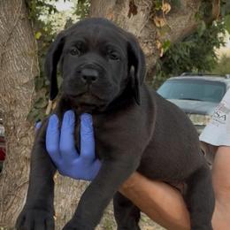 Male 4 - Black male Cane Corso puppy in California from Donato Kennels