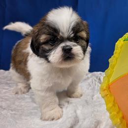 Matidla (Dorothy) - Tricolor female Shih Tzu puppy in Brighton, Missouri from Morningstar's Shih Tzu