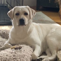 Purple - Labrador Retriever