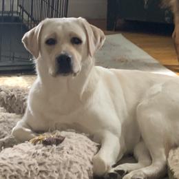 Purple - Labrador Retriever