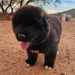 AKC Hachi - Brown, black overlay male Akita puppy in Tombstone, Arizona from WeVolution Off-Grid