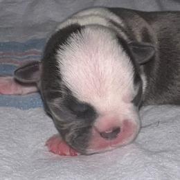 Boston Terrier Puppies from Toon’s Boston Terriers