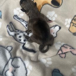 Boy 6 - Black brindle Cane Corso puppy in Waldorf, Maryland from Myles High Dog Club