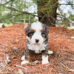 Ria - Merle female Bernedoodle puppy in Wamego, Kansas from Doodles of Oz