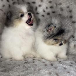 Pomeranian Puppies from Cascade Pomeranians