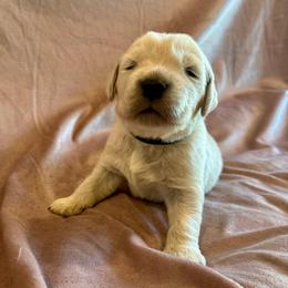 Rubble - Light golden male Golden Retriever puppy in Oregon from Bliss Retrievers
