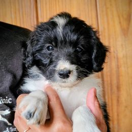 June - White and black female Bordoodle puppy in Fredericktown, Ohio from Brisby Bordoodles