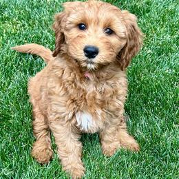 Aspen's Pink Female - Apricot female Goldendoodle puppy in Great Falls, Montana from Montana Goldendoodles