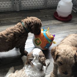 Cavapoo Puppies from Cedar Sprout Puppies