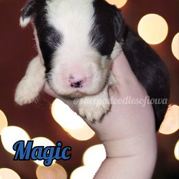 Sheepadoodle Puppies from Sheepadoodles of Iowa