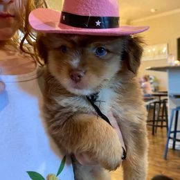 Miniature Australian Shepherds from Weatherford Toy and Miniature Aussies
