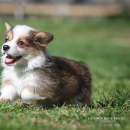 Pembroke Welsh Corgi Puppies from Golden Rose Corgis