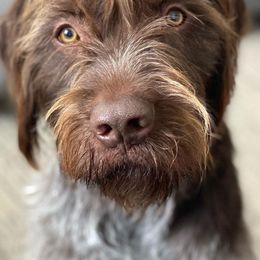 Wirehaired Pointing Griffons from Little Muddy Griffons