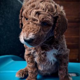Sir Apollo - Red  male Poodle puppy in Plainwell, Michigan from Northern Heart Standards