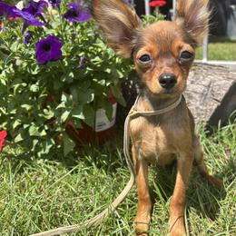 Cullin - Red sable male Russian Toy puppy in North Palm Beach, Florida from FLORIDA SUNSHINE RUSSIAN TOYS