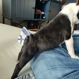 Boston Terrier Puppies from Little Daemons Boston Terriers