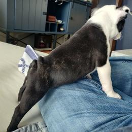 Boston Terrier Puppies from Little Daemons Boston Terriers