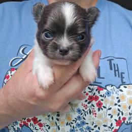 Romeo - Blue and white male Chihuahua puppy in Xenia, Ohio from Moose Creek Chihuahua's
