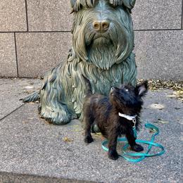 Cairn Terrier Puppies from Pine-Oaks Cairn Terriers, LLC
