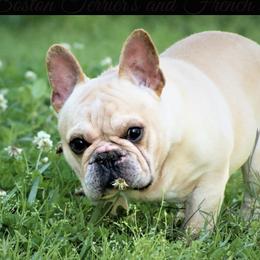 Champ - French Bulldog