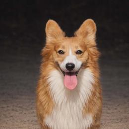 Kahlua - Pembroke Welsh Corgi