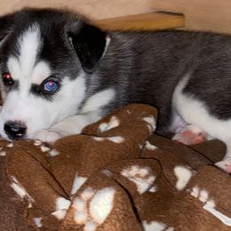 Siberian Husky Puppies from Phresh Pharm Husky Ranch