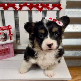 Diamond - Black and tan female Pembroke Welsh Corgi puppy in Hotchkiss, Colorado from Grand Mesa Corgis
