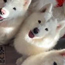 Samoyeds from Fionntan Samoyeds