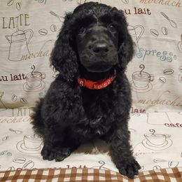 Macchiato - Black male Poodle puppy in Lubbock, Texas from Hidden Gems