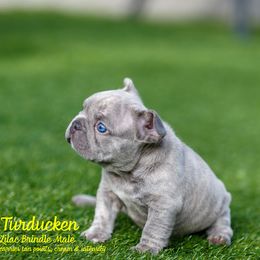 French Bulldog Puppies from Boujee Butt Frenchies