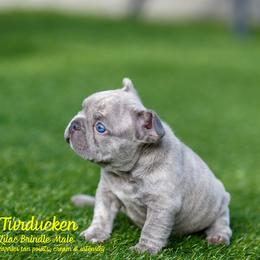 French Bulldog Puppies from Boujee Butt Frenchies