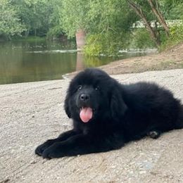 Newfoundland Puppies from Country Road Newfoundlands