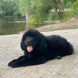 Newfoundland Puppies from Country Road Newfoundlands