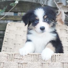 Cobalt - Black tri-color male Australian Shepherd puppy in Victoria, Texas from Silvermist Australian Shepherds