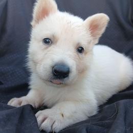 Dark Pink - female German Shepherd puppy in Grimes County, Texas from Double H German Shepherds