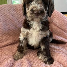 June - Merle female Labradoodle puppy in Lowville, New York from Adirondack Labradoodles
