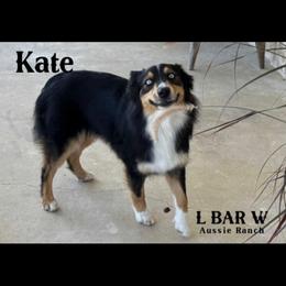 Kate - Miniature Australian Shepherd