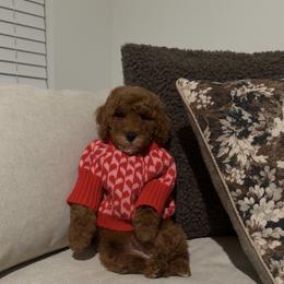 Penny - Red  female Goldendoodle puppy in Anaheim, California from Cuddle Bear Doodles