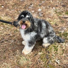 Flora - Cavapoo