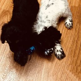 Cocker Spaniel Puppies from Angelic Cocker’s