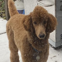 Shelby - Poodle