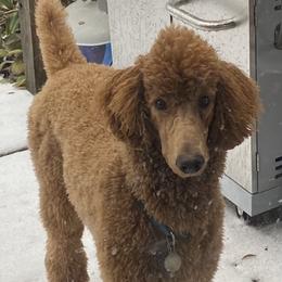Shelby - Poodle