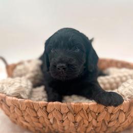 Godiva - Black male Goldendoodle puppy in North Carolina from Tuxedo Mountain Doodles