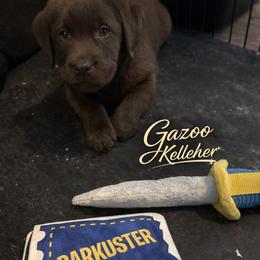Dilute Retriever, French Bulldog, Labrador Retriever, and Leonberger Puppies from QVR Labradors and Leonbergers