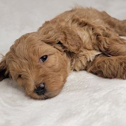 Goldendoodle Puppies from Lake Village Doodles