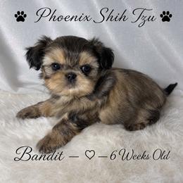 Bandit - Gold male Shih Tzu puppy in Hayden, Idaho from Phoenix Shih Tzu