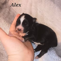 Australian Shepherd Puppies from Van Huitt Australian Shepherds